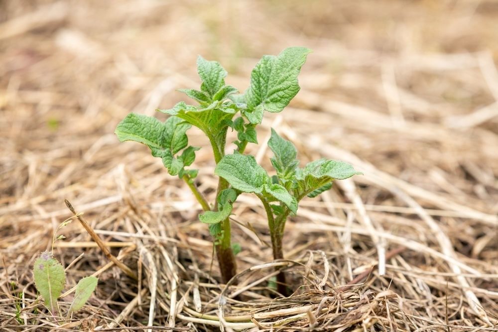 Young potato sprouts thrive in a mulch bedding of straw within a no-dig garden.