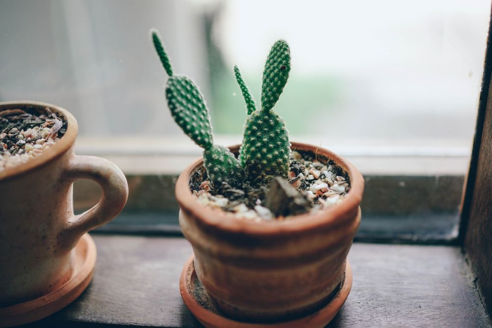 Avoid overwatering cactus plants.