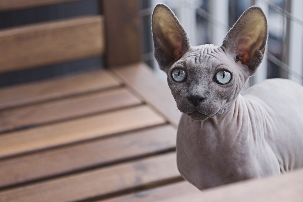 Only hairless cats don't need to be brushed.