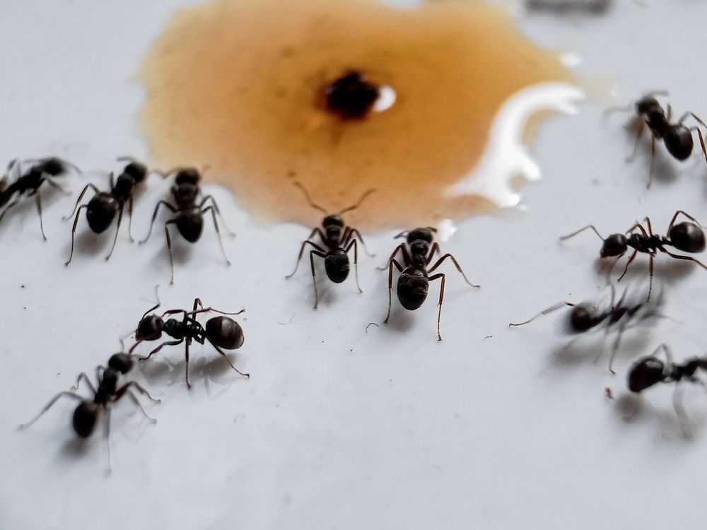 Ants gather around a food source, displaying their social behavior as they collect and transport food back to the colony.