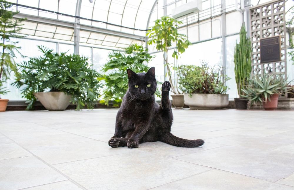 Feeding your pets on a tile floor is the best idea.