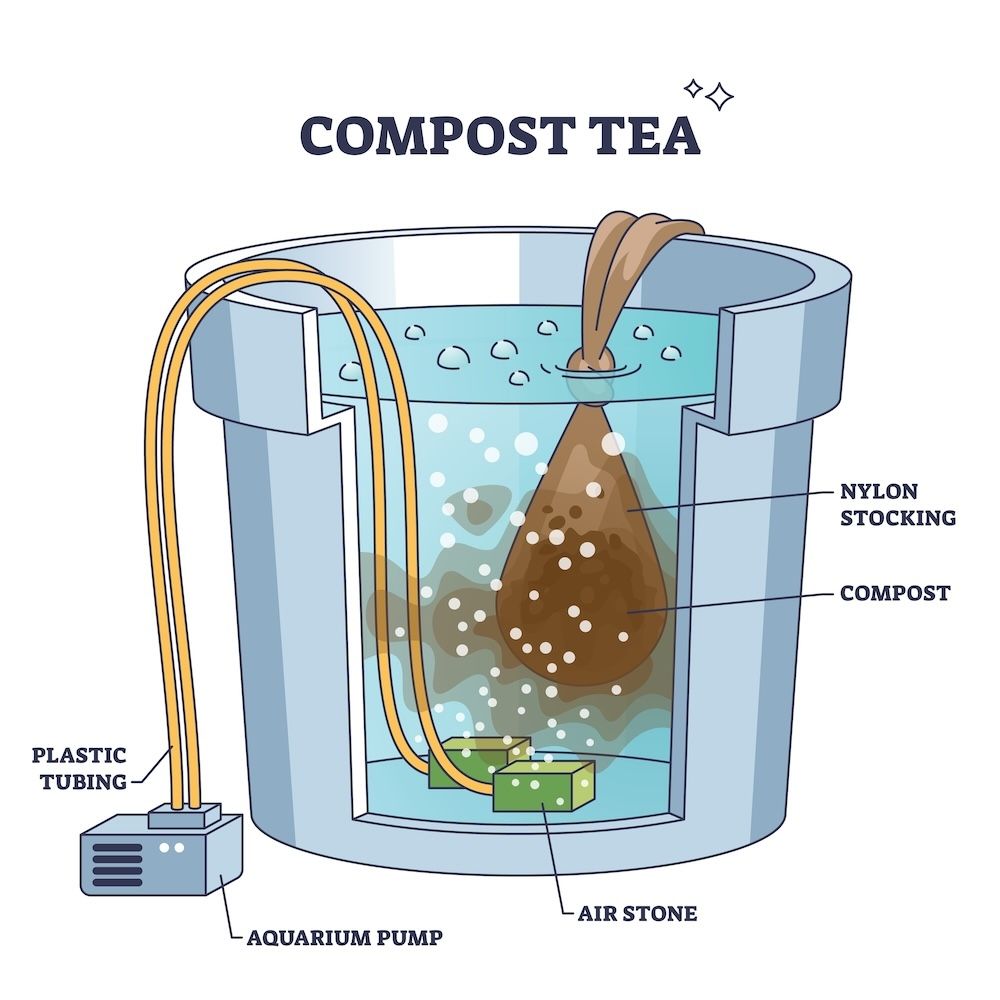 Compost tea is an excellent way to provide your plants with essential nutrients in a liquid form. In this image, the process is shown using a simple setup involving an aquarium pump, plastic tubing, and an air stone. The compost is placed in a nylon stocking, which acts as a tea bag, releasing nutrients into the water as it aerates.