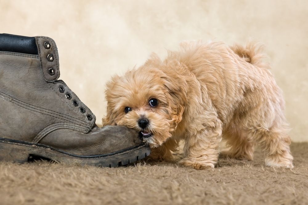 Repurposing old shoes into chew toys is a great way to recycle footwear and keep your pets entertained. Shoes made from durable materials like leather or canvas can withstand hours of chewing, making them perfect for dogs who love a good challenge. Just ensure to remove any hazardous parts, such as metal eyelets or sharp pieces, to keep your pet safe.