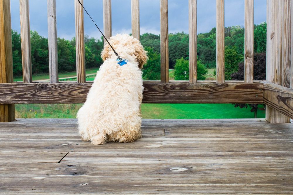 Cleaning with pets around requires some time but is worth the effort.