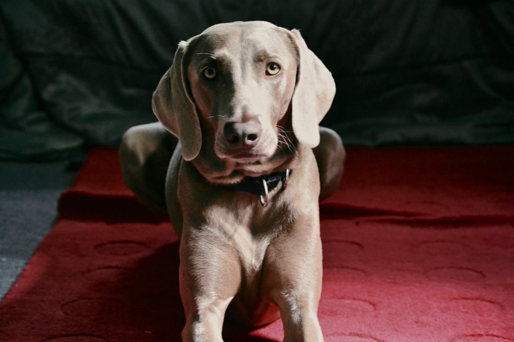 If your dog likes spending time on the carpet, you'll need to vacuum it regularly.