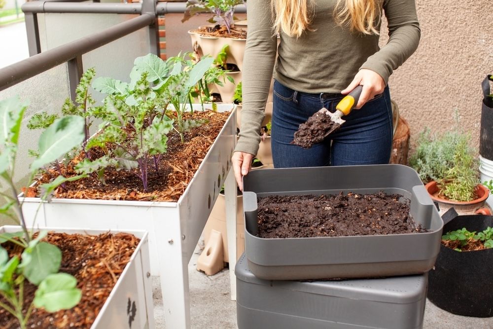 Worm castings, also known as vermicompost, are a powerful organic fertilizer. In this image, a gardener is shown harvesting fresh worm castings from a vermicomposter and applying them directly to a raised planter garden. This practice not only enriches the soil but also promotes healthy plant growth.