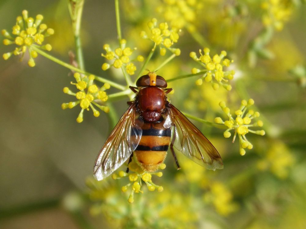 Keep away the bees using beer.