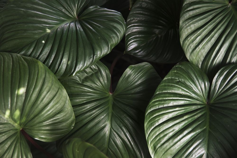 Big leafy plants in the house may have a relaxing effect.