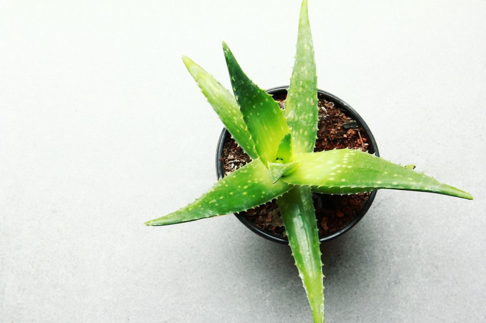 Aloe Vera has several benefits.