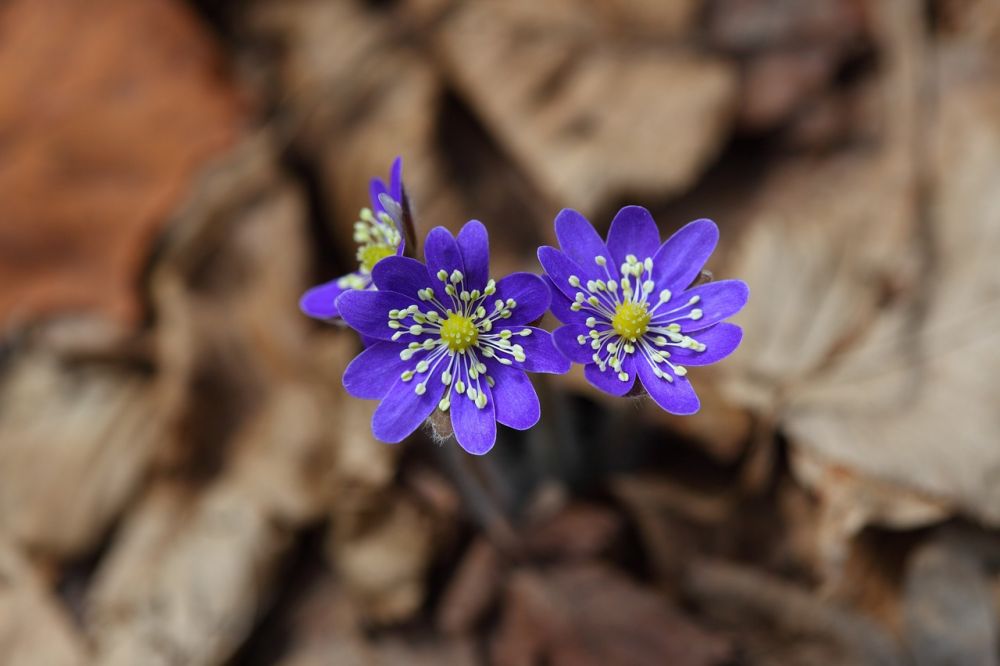 The beautiful blue Lilac flowers.