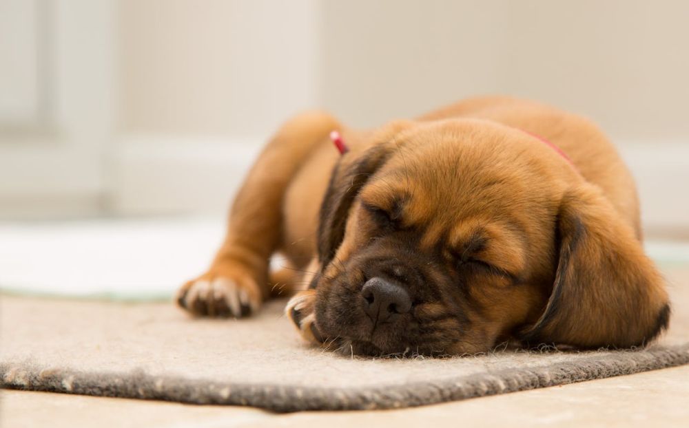 Animal's hair clings heavily to all kind of carpets and vacuuming is not enough.