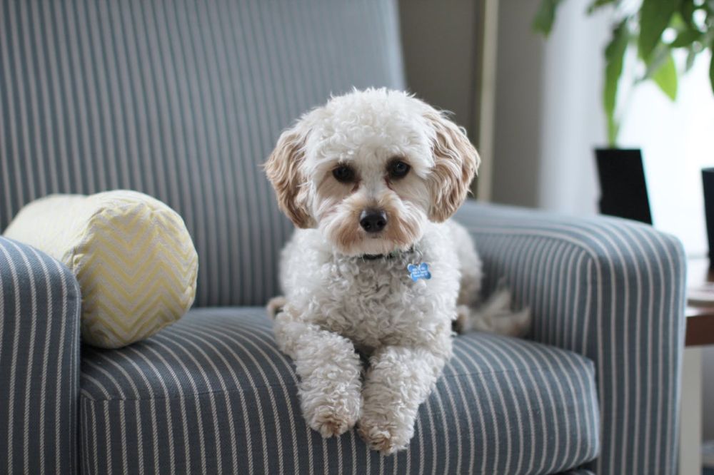 Furry pet sitting on your couch.