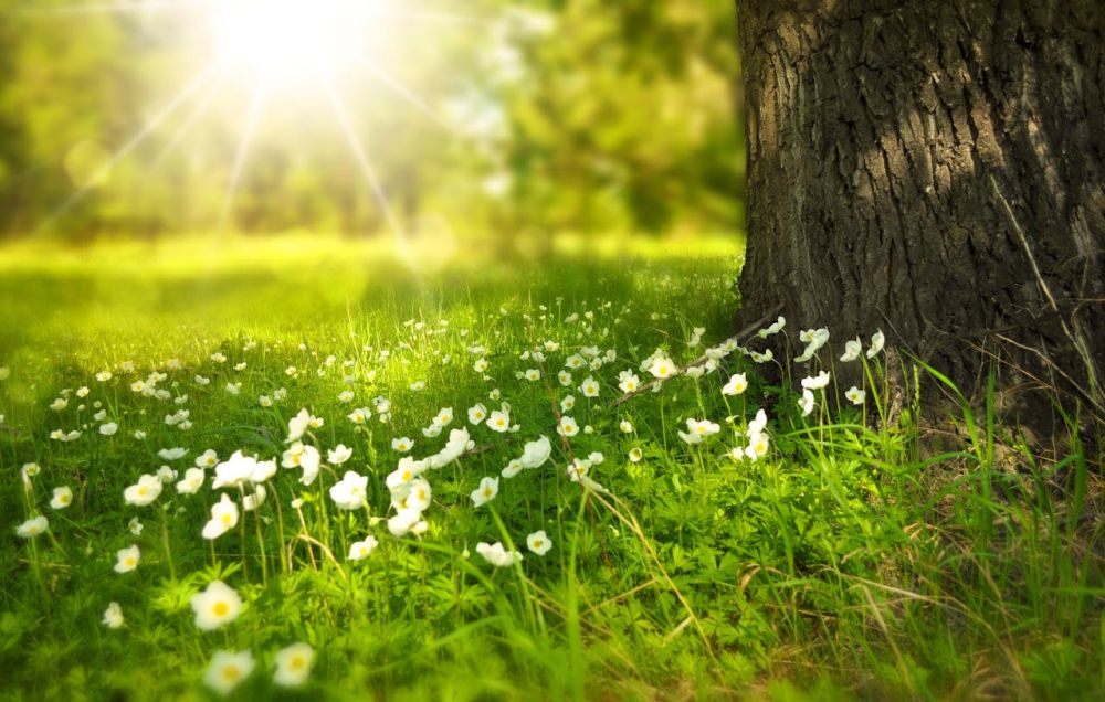 Spring and summer are beautiful seasons, yet are also particularly difficult for allergy sufferers.