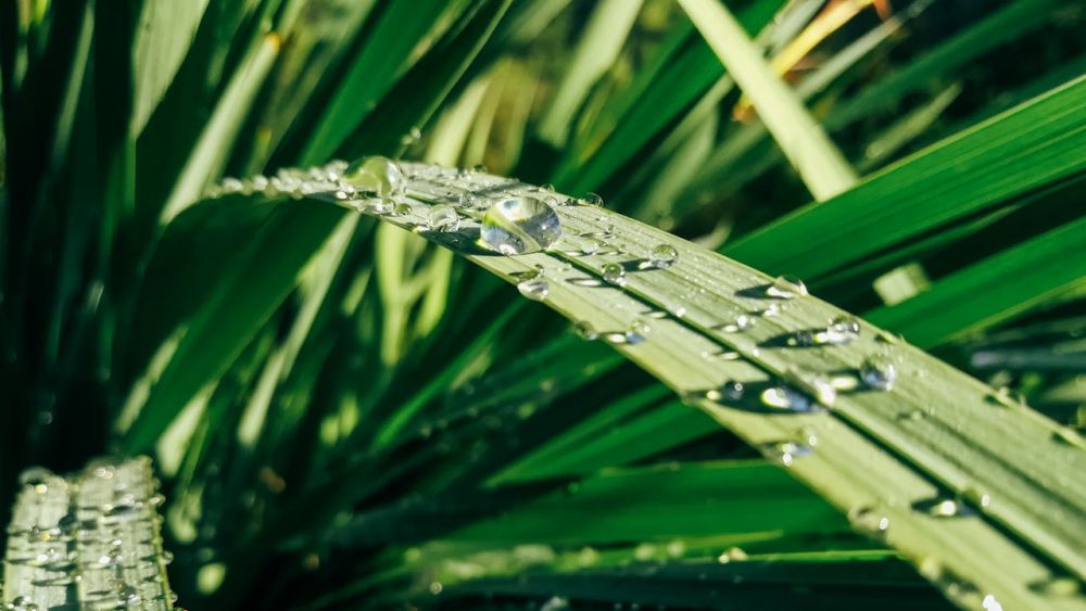 Spray lukewarm water to the houseplants.