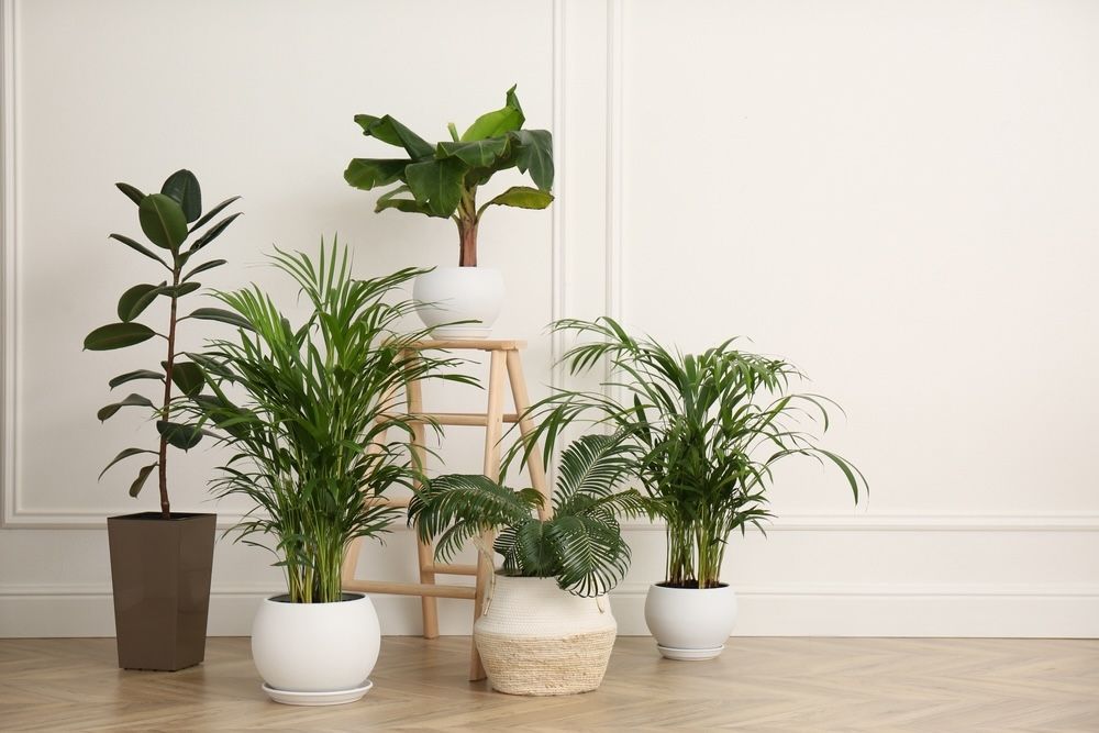 Grouping various indoor plants can create a lush, vibrant atmosphere. Mixing different types of plants not only enhances visual interest but also helps maintain higher humidity levels, benefiting the plants and creating a more pleasant indoor environment.