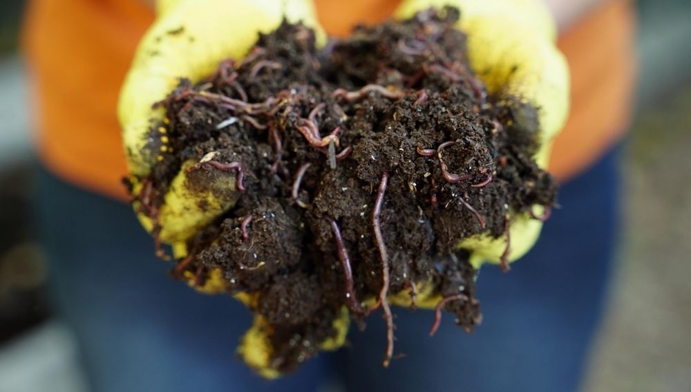 Red wiggler worms are among the best species for vermicomposting due to their efficiency in breaking down organic matter.