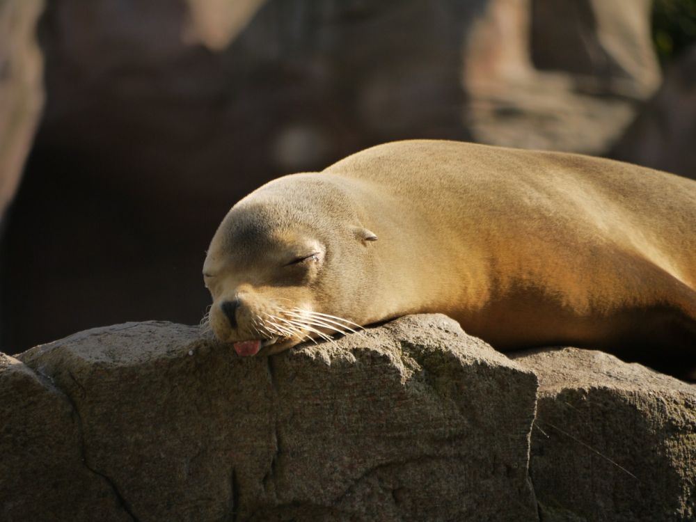 If you feel like this seal, you certainly have no mind to think about after party cleaning.