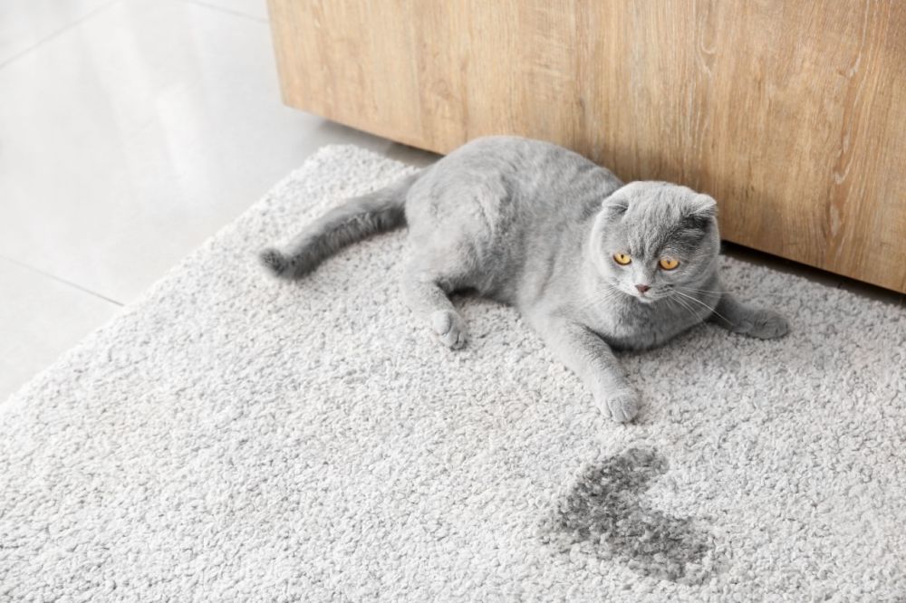 Swiftly tackle cat urine stains by absorbing as much liquid as possible with paper towels before using DIY cleaning solutions like vinegar, baking soda, or hydrogen peroxide.