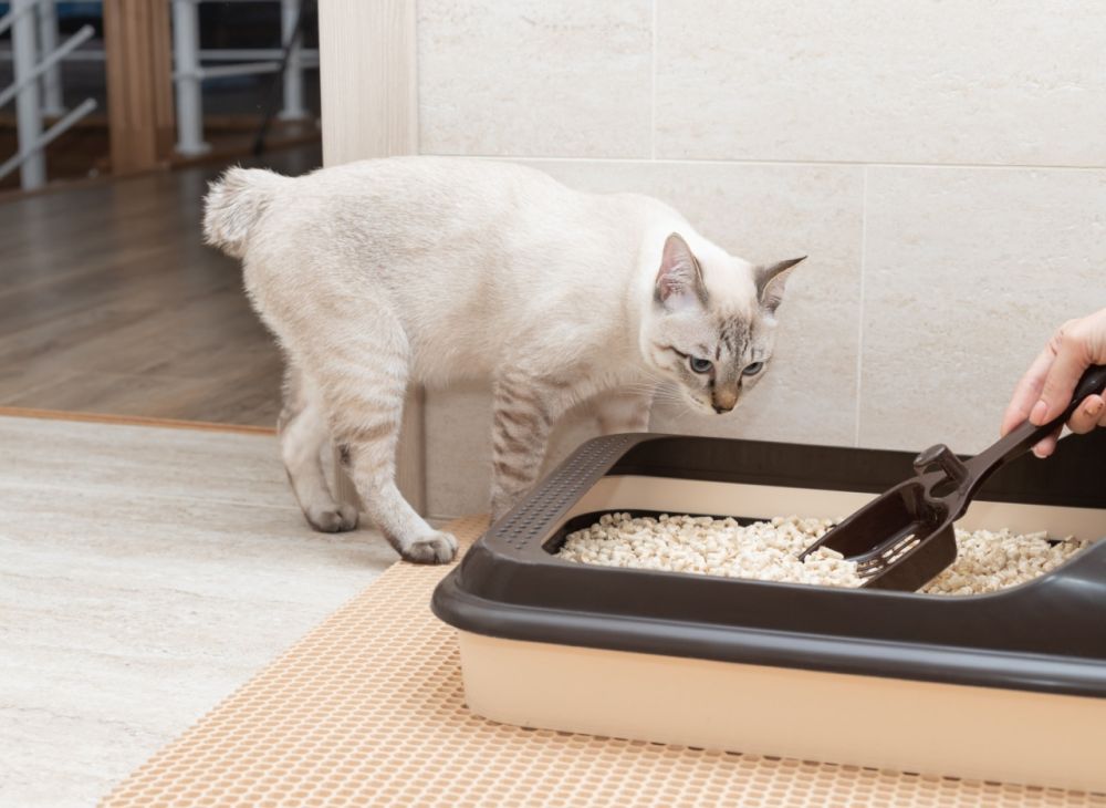 Ensure a clean and inviting litter box to encourage your cat to use it regularly. Consistent maintenance can prevent accidents and unwanted messes.