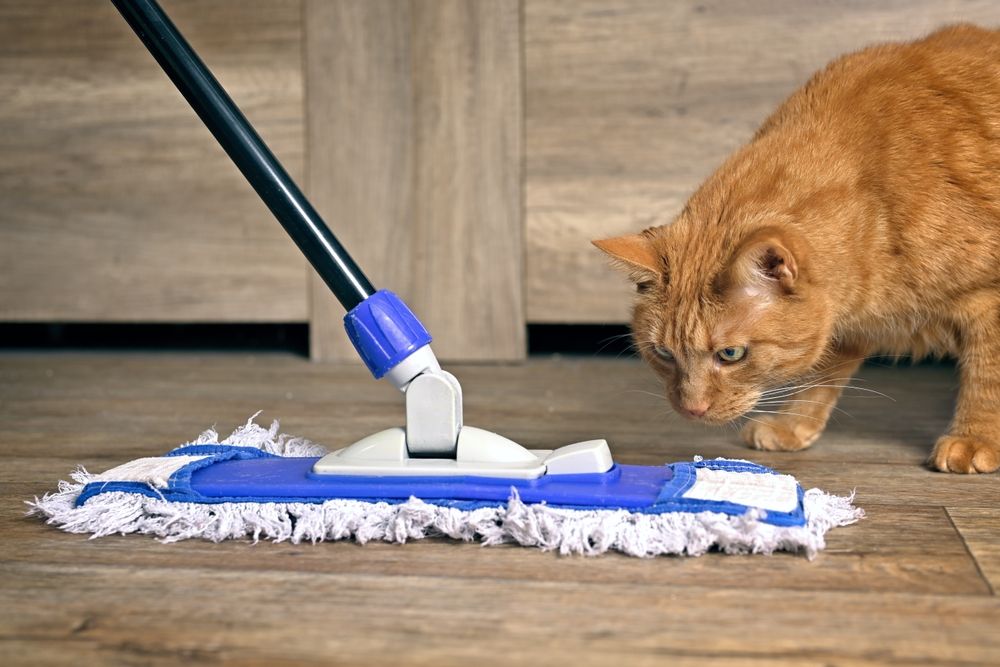 Cats are curious creatures; ensure your cleaning routine is safe for their watchful eyes by choosing non-toxic products.