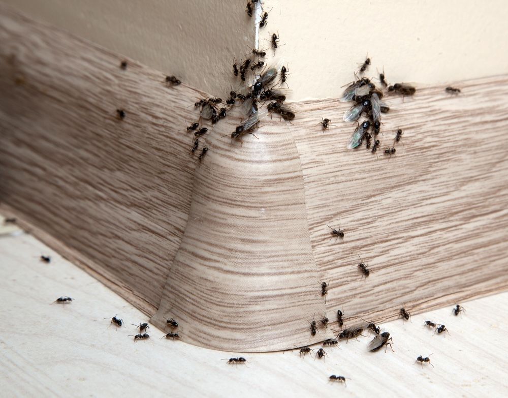 Winged ants, or swarmers, emerge from a wall crevice, signaling a mature colony ready to expand.