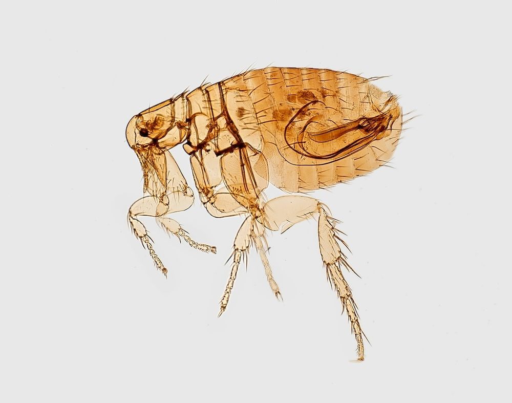 A microscopic view of a flea, highlighting its intricate anatomy.