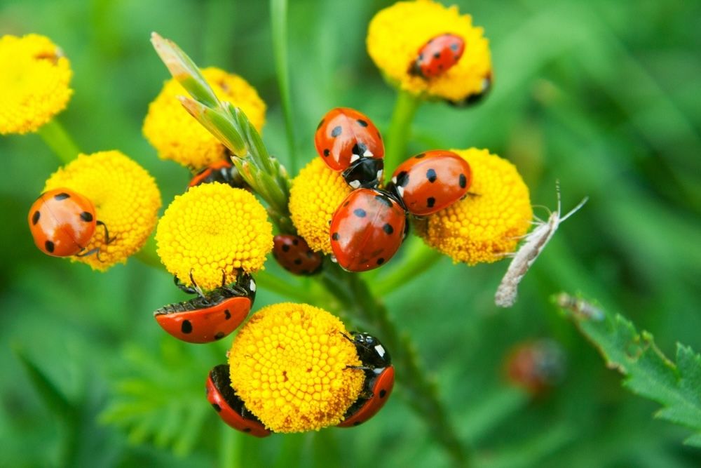 Ladybugs are natural predators of aphids, scale insects, and mites. A single ladybug can consume up to 50 aphids a day, making them invaluable allies in pest control and plant health.