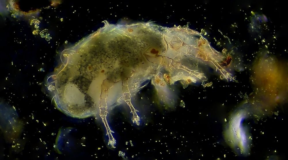 Dust mite magnified under a microscope. Understanding the biology and behavior of dust mites is crucial for developing effective eradication strategies.