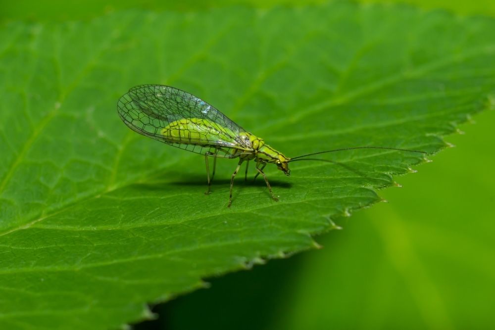 Lacewings, particularly in their larval stage, are effective predators of aphids, caterpillars, and other soft-bodied pests. They are essential for maintaining the balance of your garden’s ecosystem.