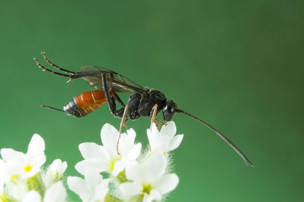 Parasitic wasps target and control pest populations by laying their eggs inside or on the surface of host insects. Their larvae feed on the host, reducing pest numbers and promoting plant health.