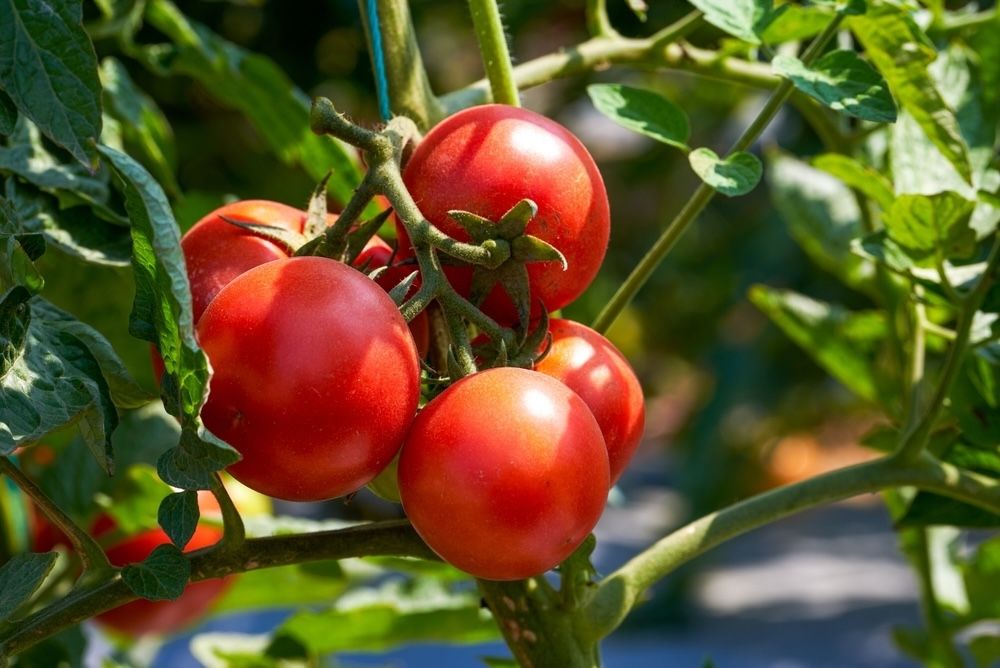 Many plants benefit from mycorrhizal associations, including tomatoes, which show enhanced growth and yield.