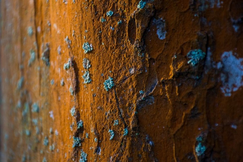 Mold and rust can spoil the entire environment and appearance of your house.
