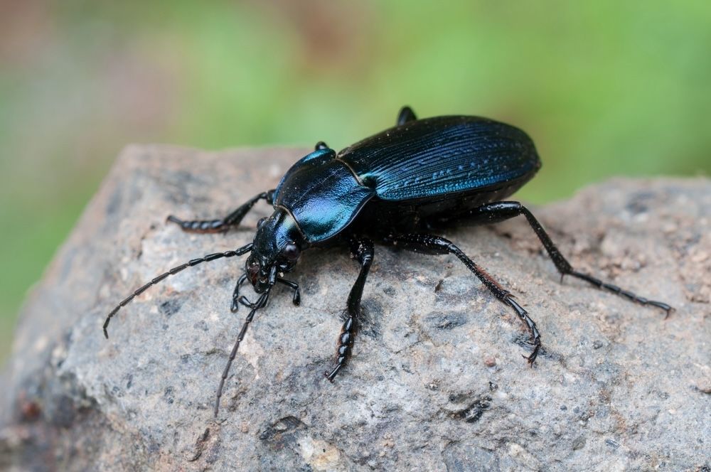 Ground beetles are nocturnal predators that feed on a variety of garden pests, including slugs, snails, and root maggots. They also contribute to soil health by breaking down organic matter.