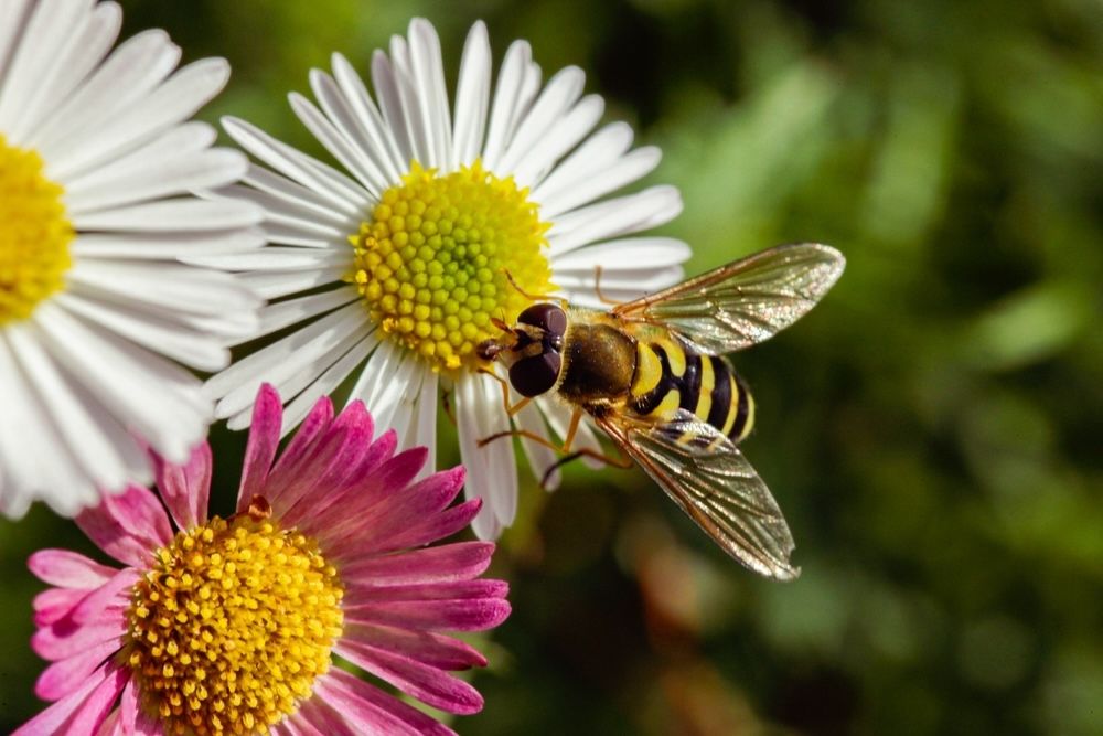 Hoverfly larvae are voracious predators of aphids and other plant-sucking insects, while adults contribute to pollination. Their dual role makes them highly beneficial for any garden.