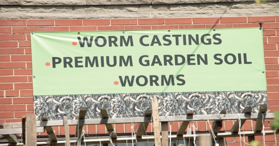 Professional Worm Harnessing the Power of Worm Castings: Natures Perfect Fertilizer for ...