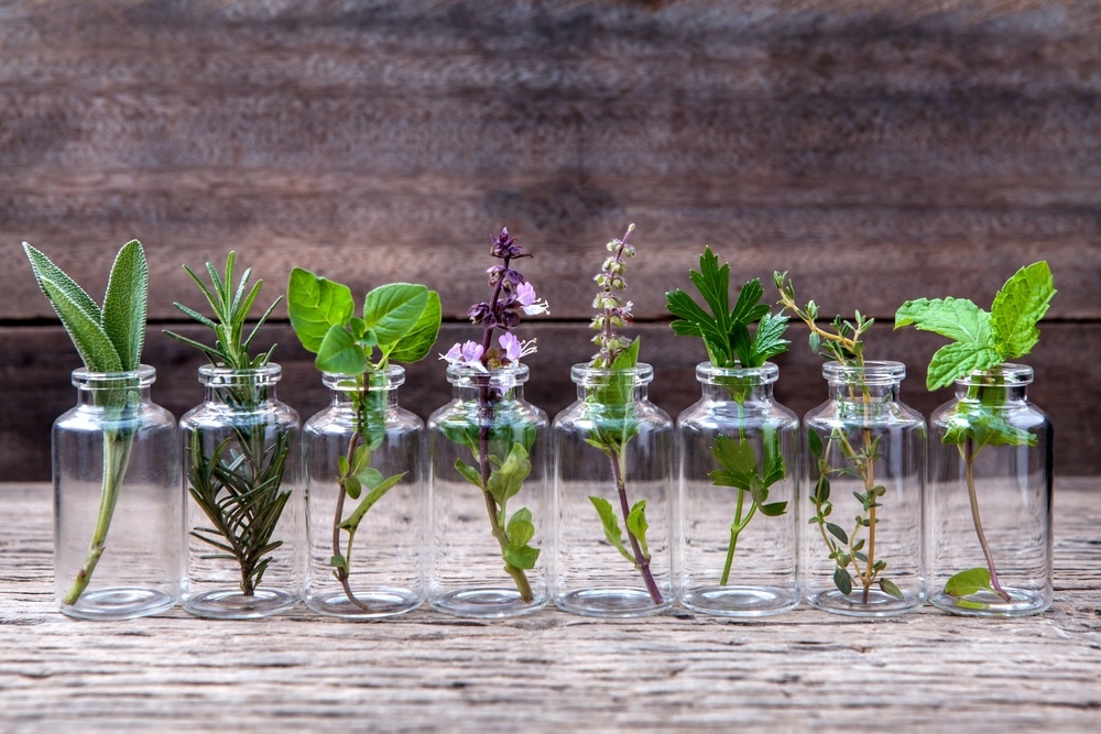 A lineup of fresh herbs in glass vials, each capturing the essence of nature for home extraction.