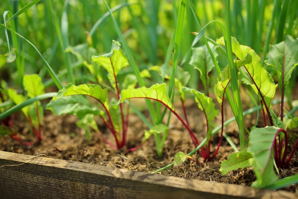 Beets and garlic are planted together, showcasing how companion planting can naturally manage pests and promote healthy plant growth.