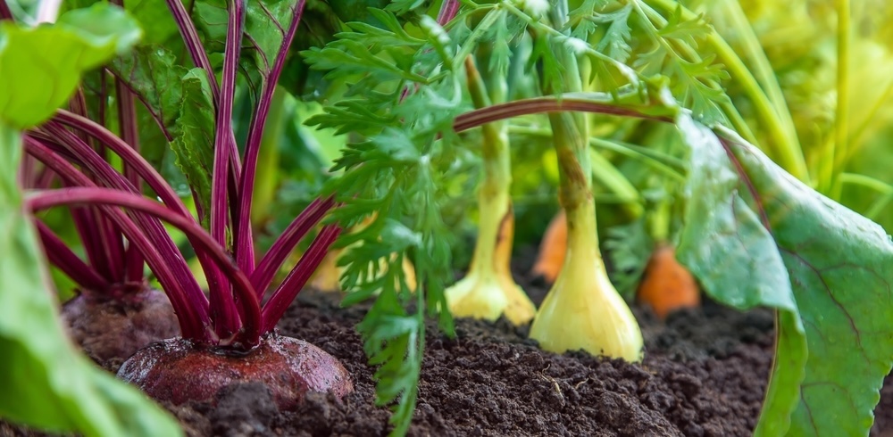 Carrots, onions, and beets growing side by side, illustrating how diverse plantings can enhance soil quality and deter pests.