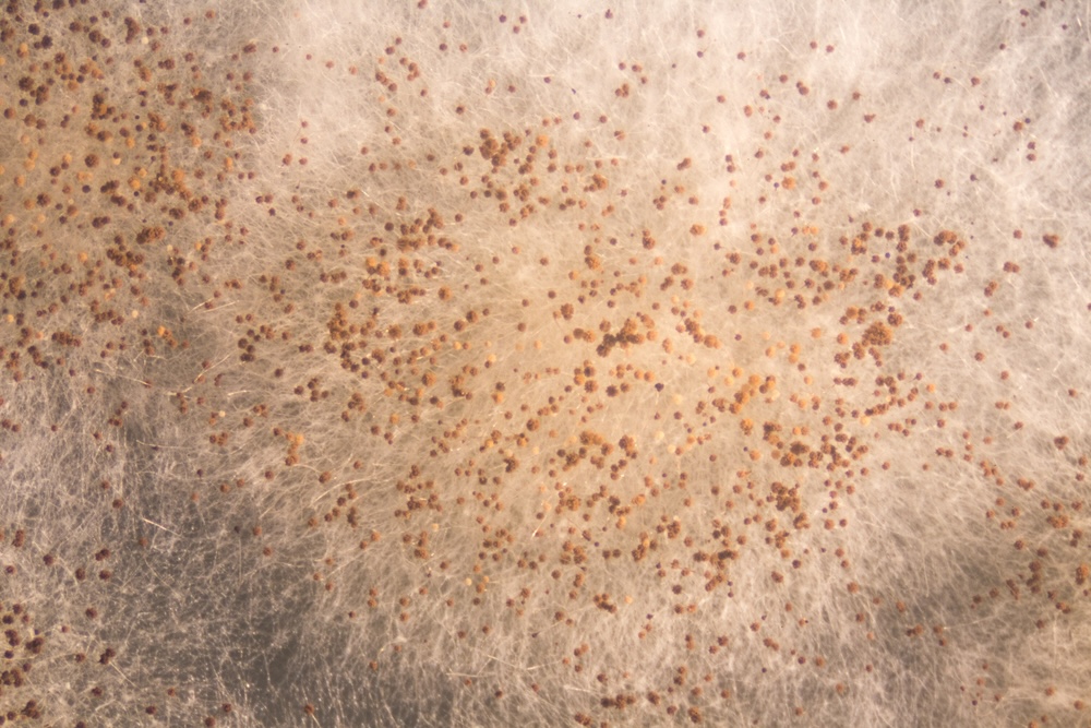 Close-Up of Aspergillus Mold Growth