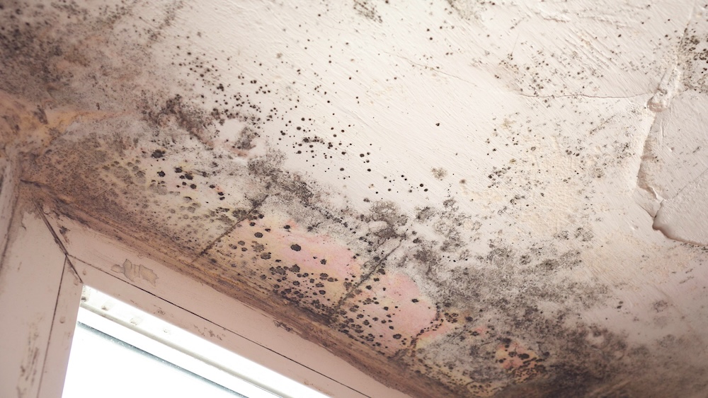 Infestation of Black Mold on Ceiling: The photo captures a severe case of black mold growing across a ceiling, typical of long-term moisture problems and a lack of ventilation.