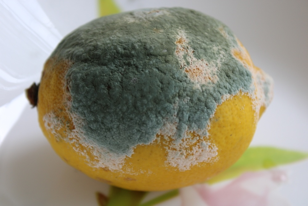 Moldy Citrus Fruit: A lemon covered in green and white mold illustrates how quickly and extensively mold can grow on organic materials under the right conditions.