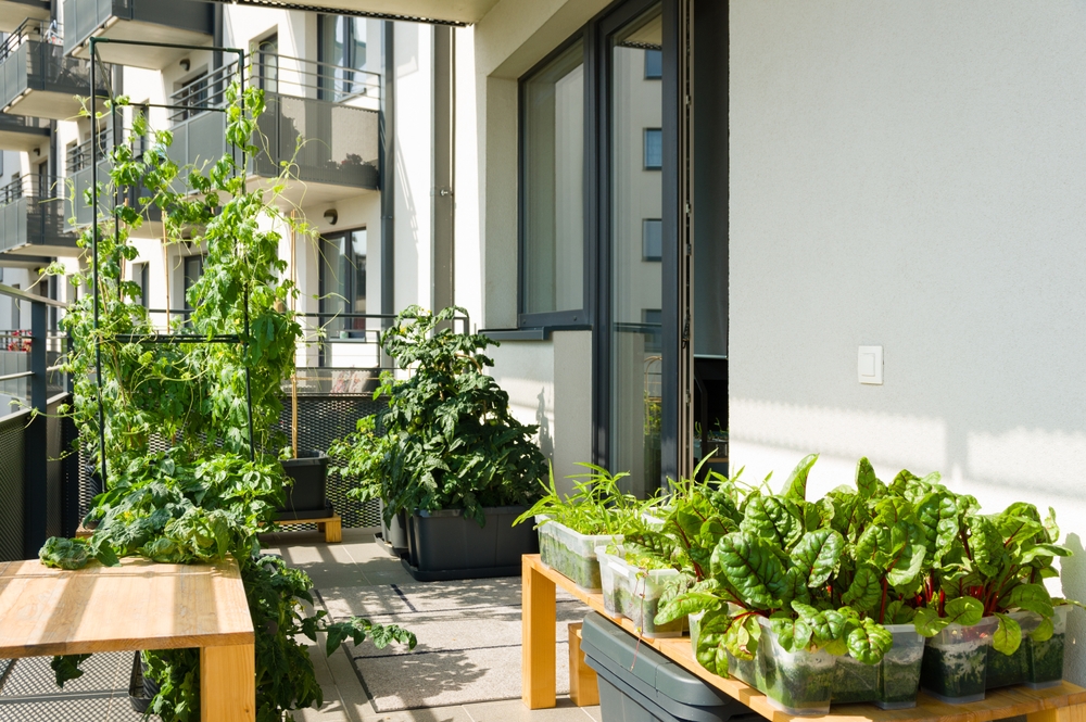 Hydroponic Gardening on Balcony or Terrace